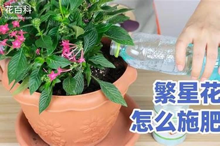 栀子花怎么施肥 怎么给栀子花施肥