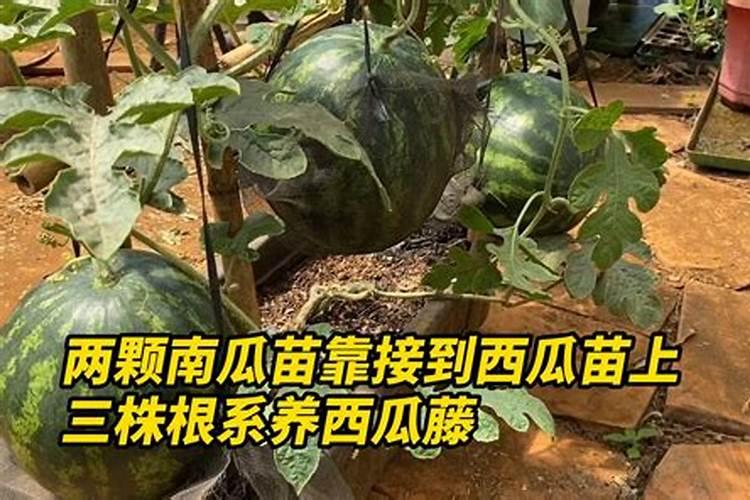 如何让西瓜藤蔓快速变粗？