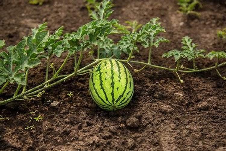 种植西瓜用什么肥料最佳？不同生长阶段,巧施肥料