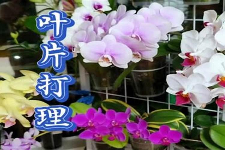 蝴蝶兰施什么肥料最好