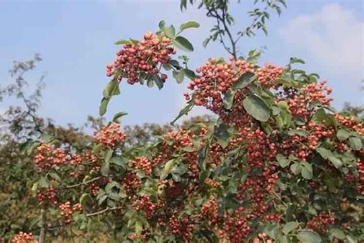 花椒用什么肥料好？