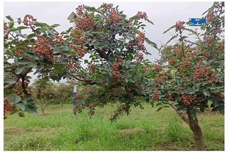 花椒可以施复合肥料吗 注意事项有哪些