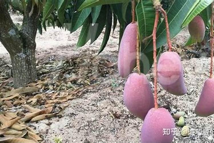 芒果保花保果用芸苔素内脂+叶面肥怎么样