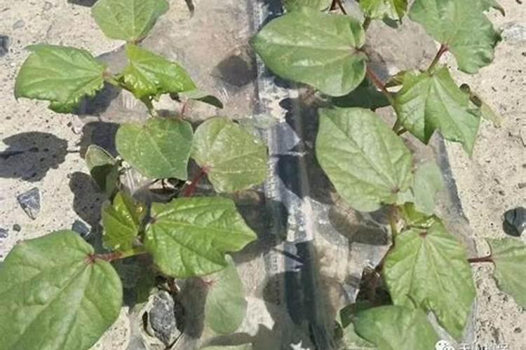 栀子的育苗方法是什么？