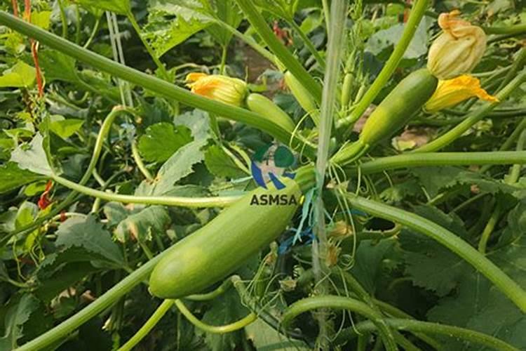 水溶肥是什么肥料