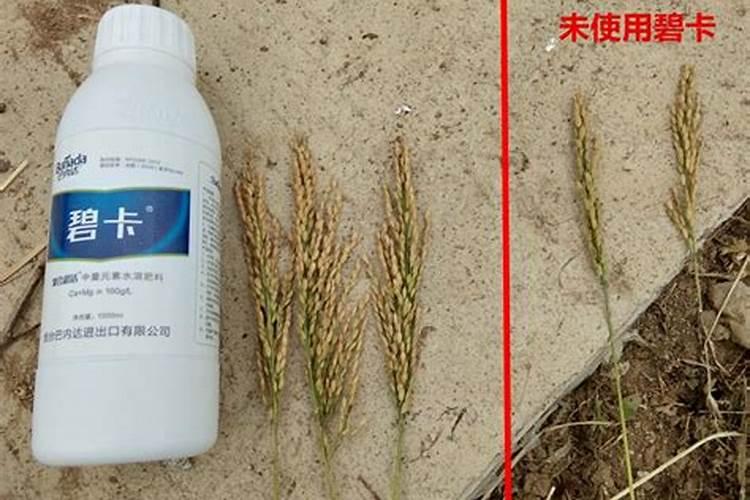 果树用水溶肥好还是复合肥好(复合肥可以兑水浇果树吗)