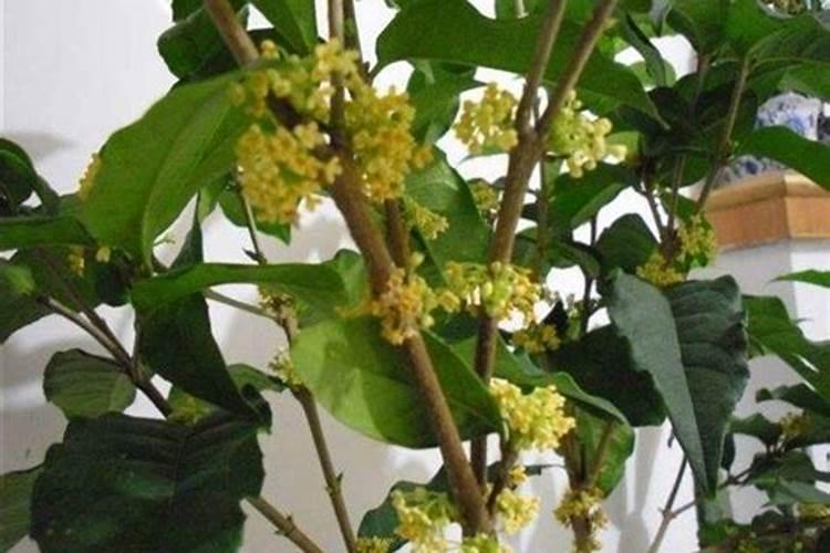 桂花施什么肥最好