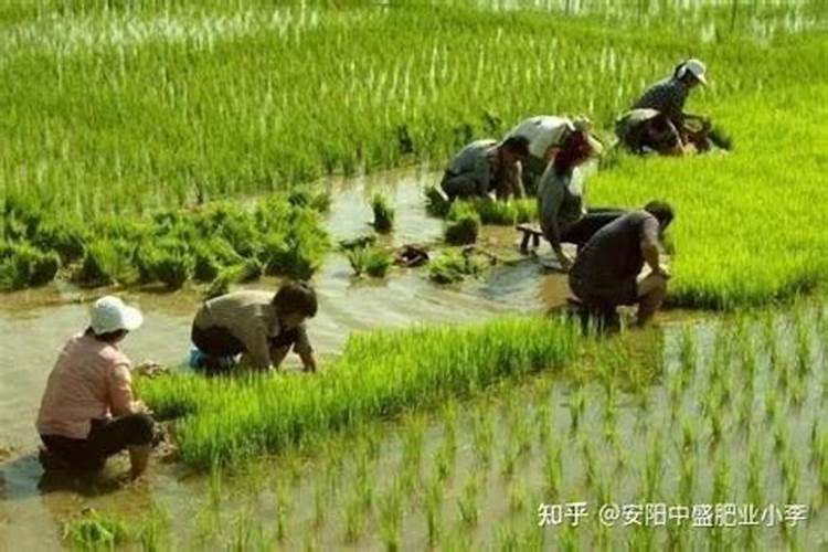 水稻硼肥的作用及使用方法