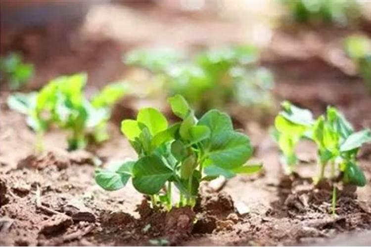 芸苔素的基本信息
