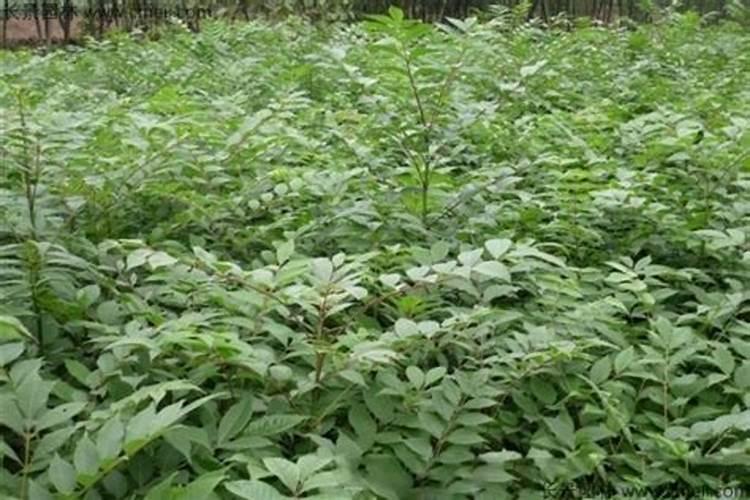 黄柏种植技术与栽培管理