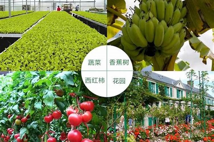 绿植有什么叶面肥