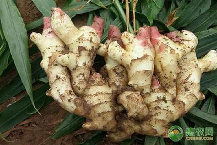 大姜根腐病解决方案有哪些？