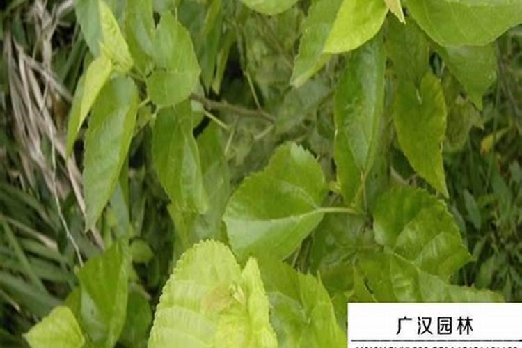桑树苗怎么育苗 桑树怎么施肥好