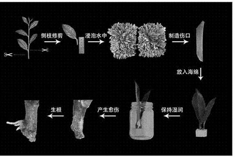 茶树怎么种植