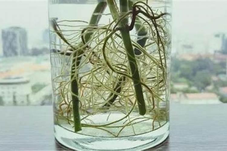 如何催肥油茶苗让新芽长得更壮？