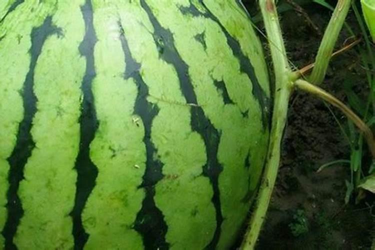 种植西瓜,主要步骤是什么？
