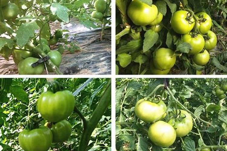 西红柿的种植用什么肥料好