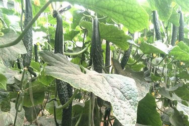 黄瓜追肥用什么肥料好