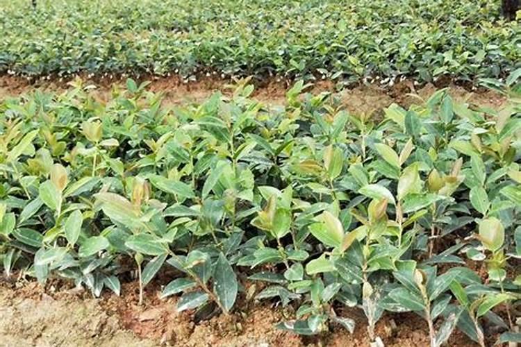 什么时候给油茶施肥最好？