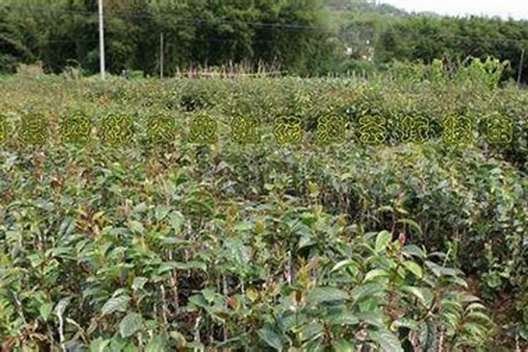 油茶树苗怎么种植(油茶树的栽培与管理)
