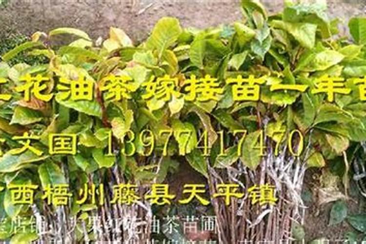 油茶树用什么肥料比较好