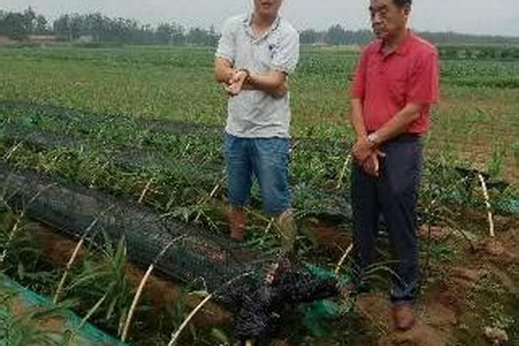 生姜苖期施什么化肥好 生姜怎么施肥