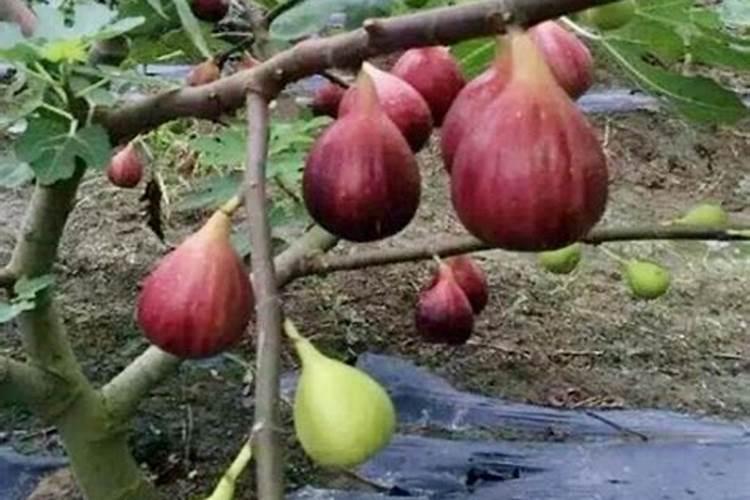 盆栽无花果用什么肥料最好