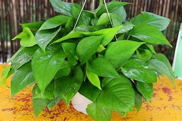 种草莓用什么肥料好 盆栽草莓施肥用什么肥料好