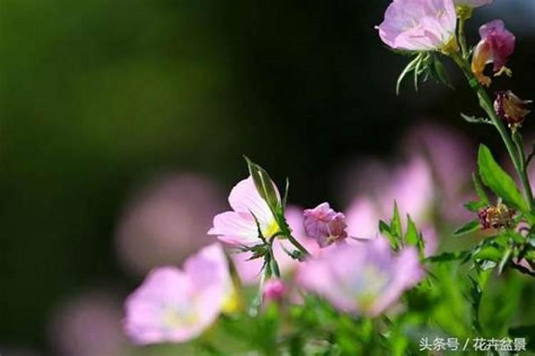 草莓要施什么肥料
