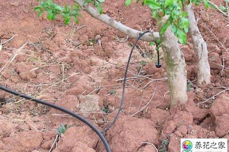 我给樱桃树冲施水溶肥后能不能马上浇水？