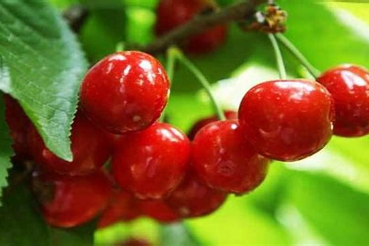 大樱桃种植的秋季,该怎么管理？