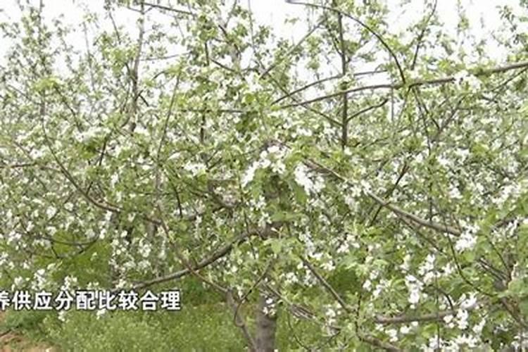 苹果用什么水溶肥好