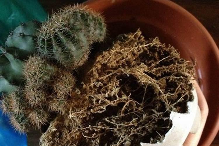 多肉植物用什么肥料养比例是多少