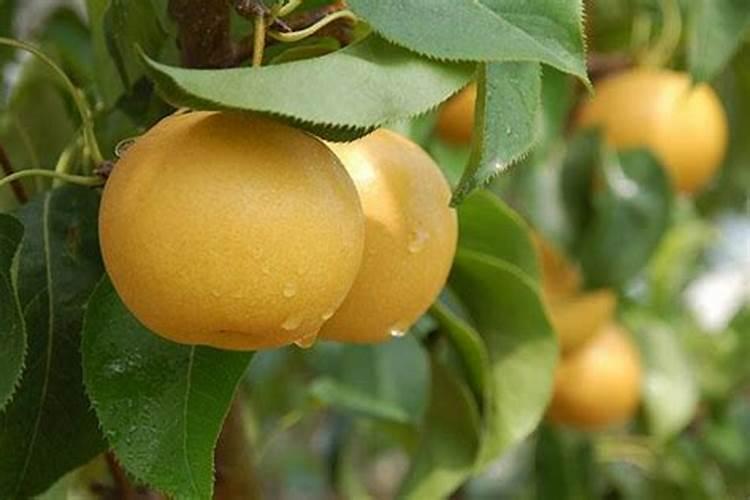 梨树花前花后喷什么农药