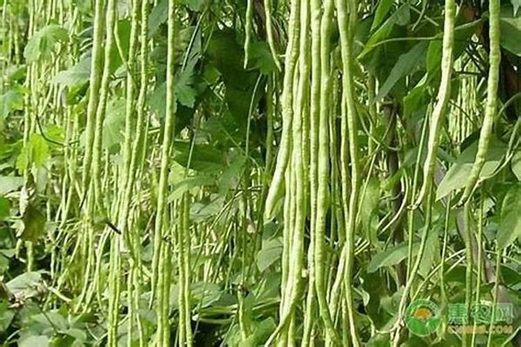 玫瑰花干了怎么处理 玫瑰花束干了怎么处理