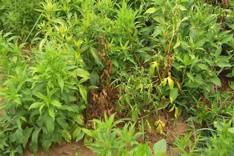 金太龙叶面肥专用哪些植物