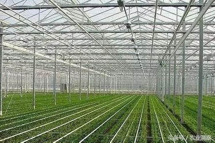 大棚甜瓜冲高钾水溶肥一亩冲多少合适瓜有鸡蛋大