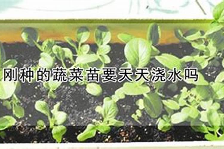 上海青菜用什么肥料好尤其夏天烂挨地的部分怎么治