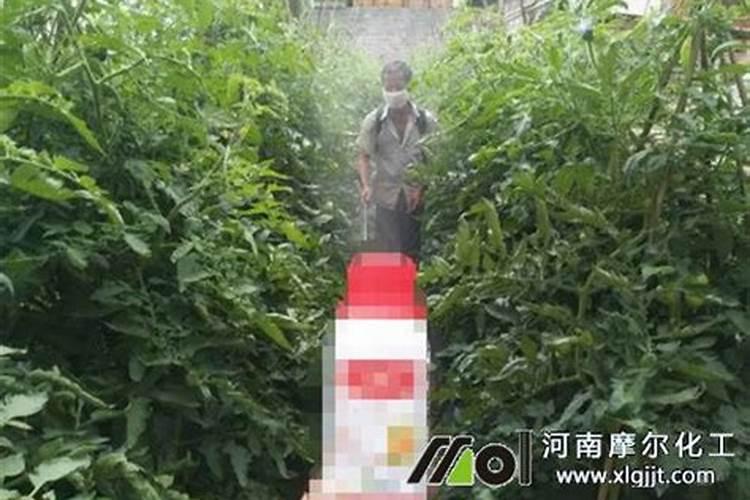 番茄在开花的这个阶段用啥叶面肥好呢？