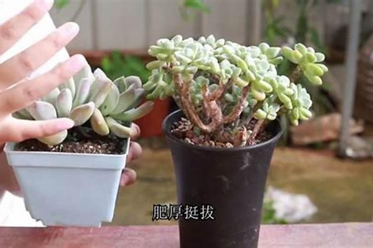 多肉施肥用什么肥料,如何给多肉施肥