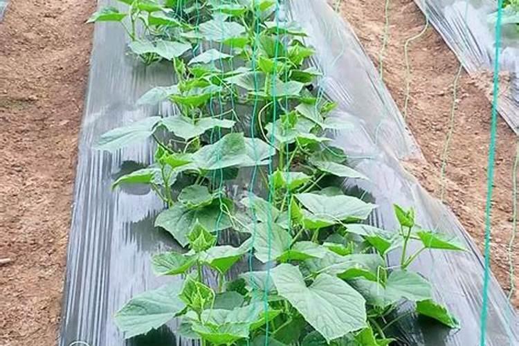 葡萄树施什么肥料最好