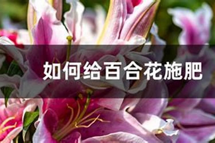香水百合怎么施肥