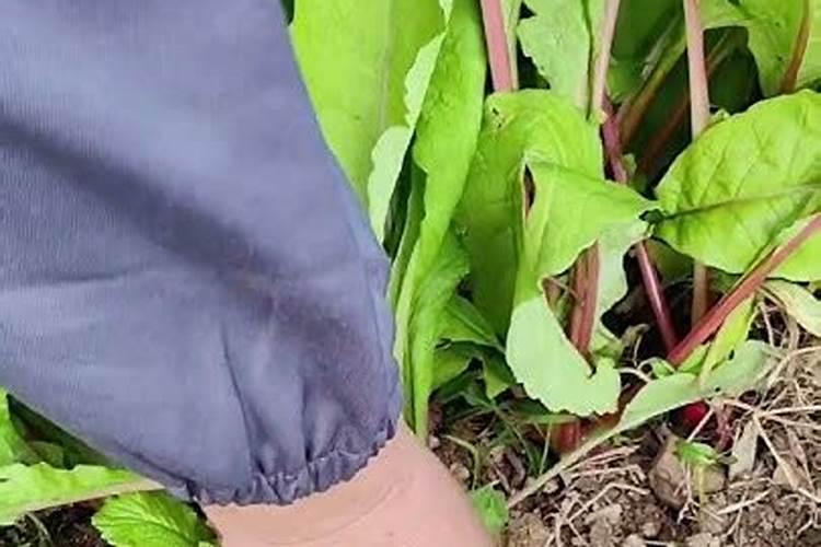 各位老师种萝卜用什么肥料