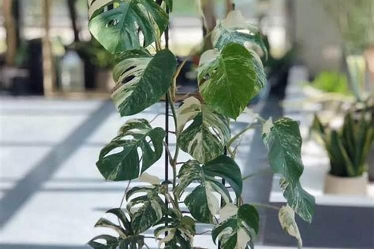 怎样销售肥料