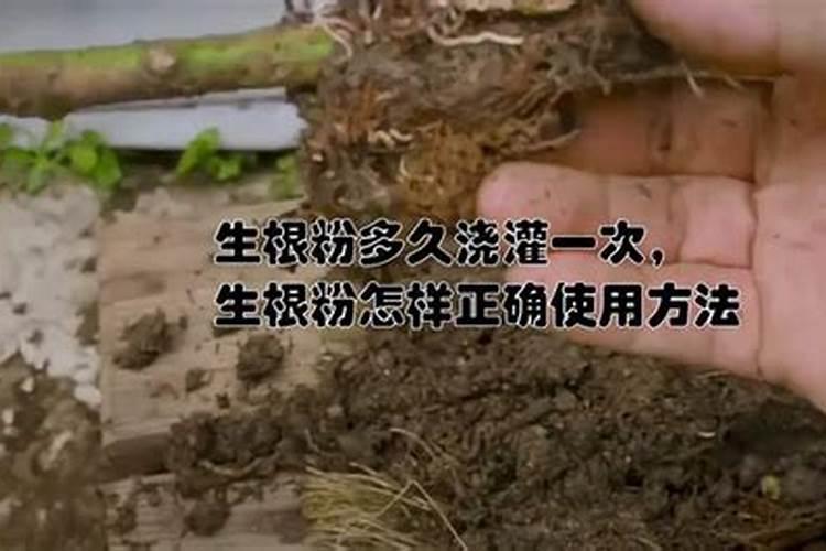 落地生根怎么施肥