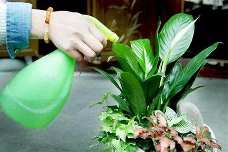 冬天给兰花施什么肥料好、果树冬天施肥应施什么肥料好