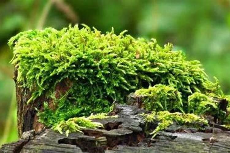 兰花盆铺苔癣怎么养掌握这三种方法就够了？