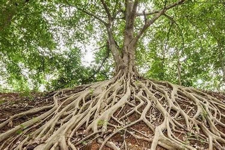 盆栽植物怎么养根 应注意什么