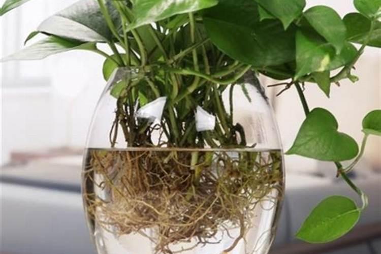 植物如何通过根系吸收水分？