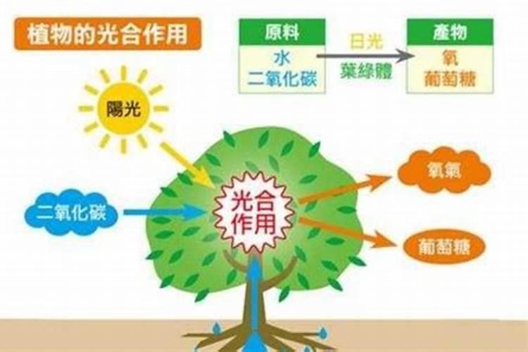 碳铵兑水使用烧根吗